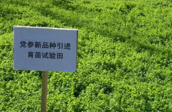 亩效益过万的一年生药材