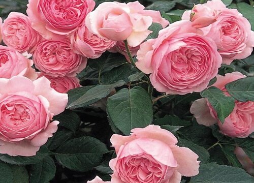 杰夫月季是藤本还是灌木