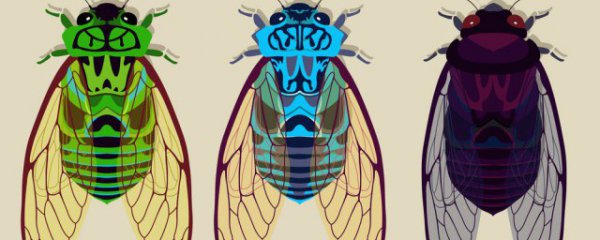 蝉的寿命有多长