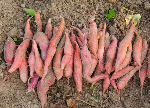 种植的红薯有裂口什么原因