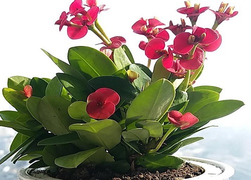 一年四季都开的花有哪些