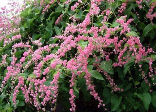 一年四季都开的花有哪些