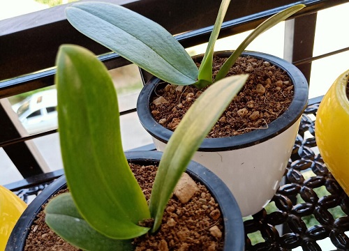 立秋以后如何养蝴蝶兰年底准能开花