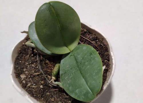 立秋以后如何养蝴蝶兰年底准能开花