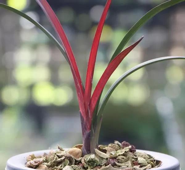 建兰红草红荷好养吗