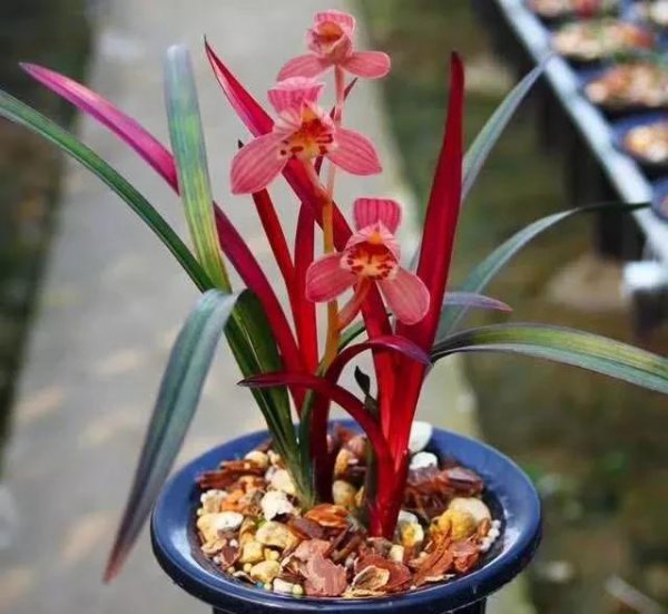 建兰红草红荷好养吗