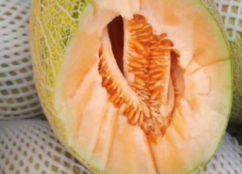 宠物狗狗可以吃哈密瓜吗