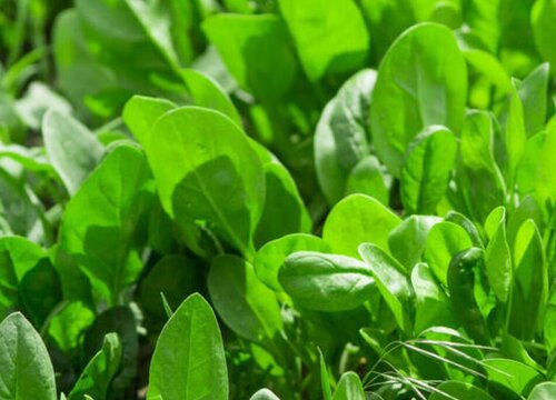 秋菠菜种植时间和方法