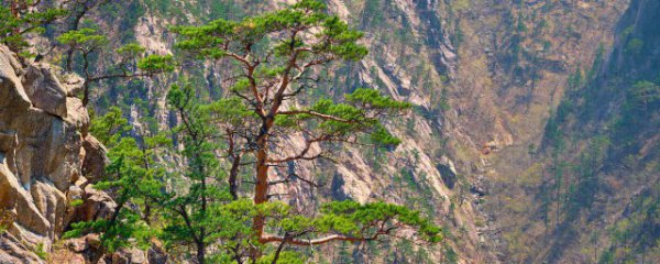 室内名贵植物有哪些