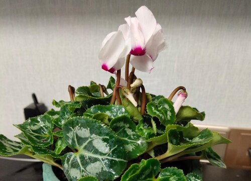 为什么室内养的仙客来不爱开花