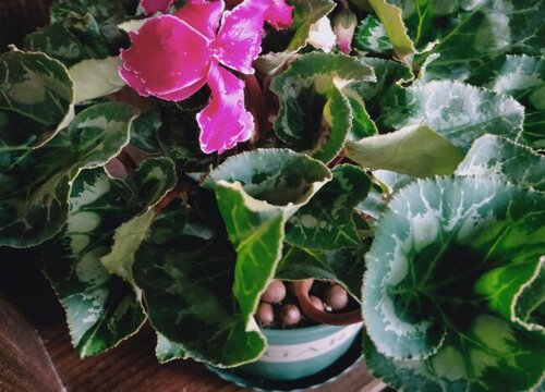 为什么室内养的仙客来不爱开花