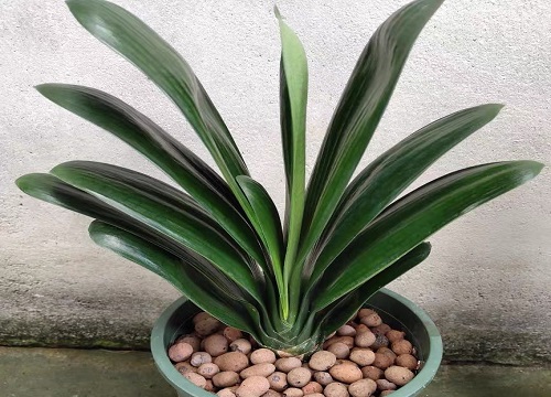 如何使君子兰叶片肥厚光亮