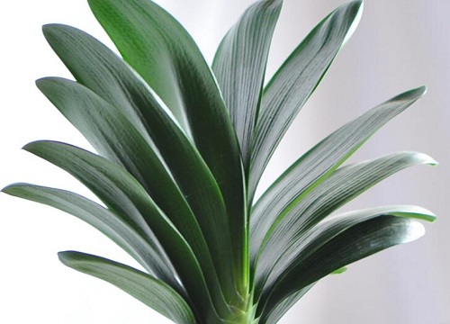 如何使君子兰叶片肥厚光亮
