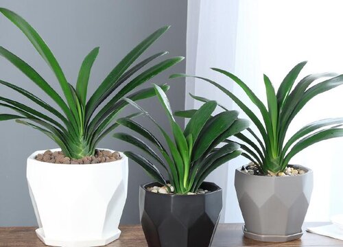 如何使君子兰叶片肥厚光亮