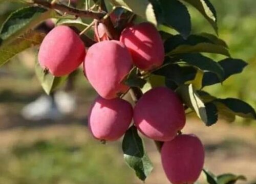 鸡心果是什么水果