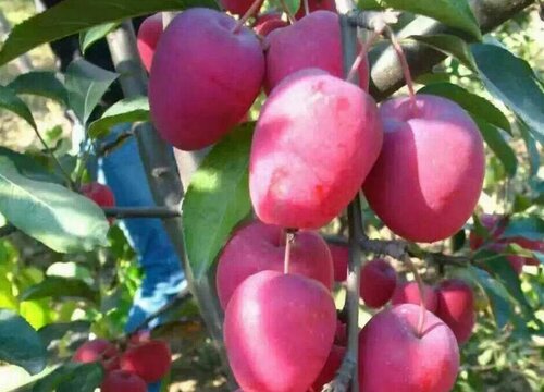 鸡心果是什么水果