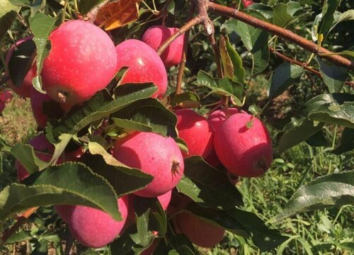 鸡心果是什么水果