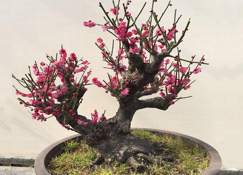 红梅发芽后怎样养护与管理