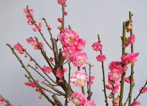 红梅发芽后怎样养护与管理