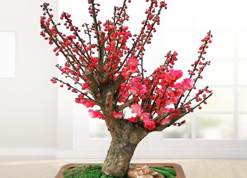 红梅发芽后怎样养护与管理