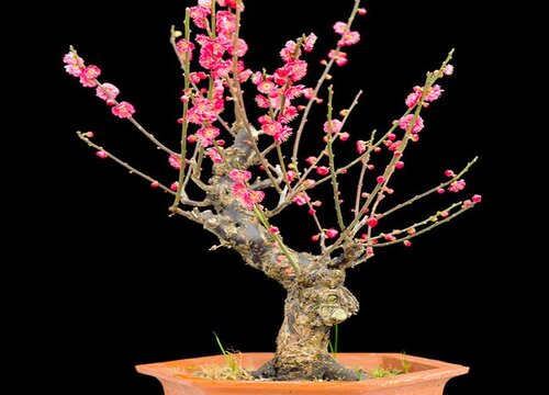 红梅发芽后怎样养护与管理