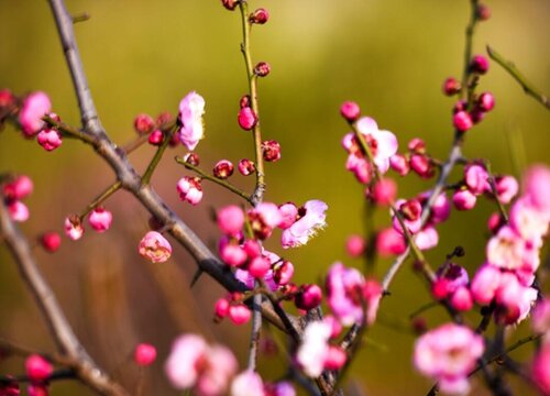红梅发芽后怎样养护与管理