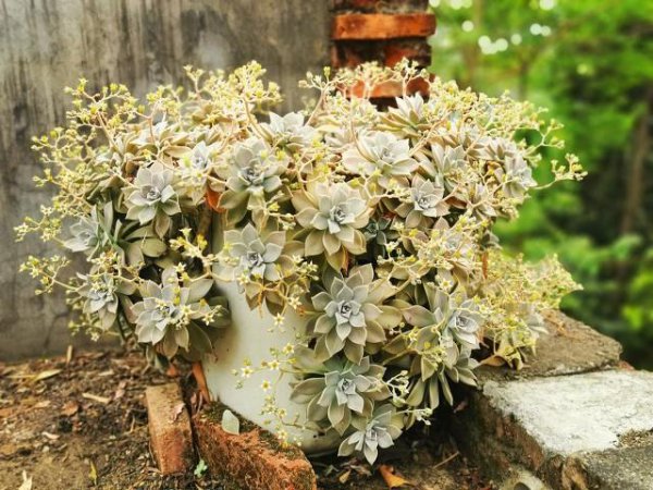 种多肉一定要用专用土吗