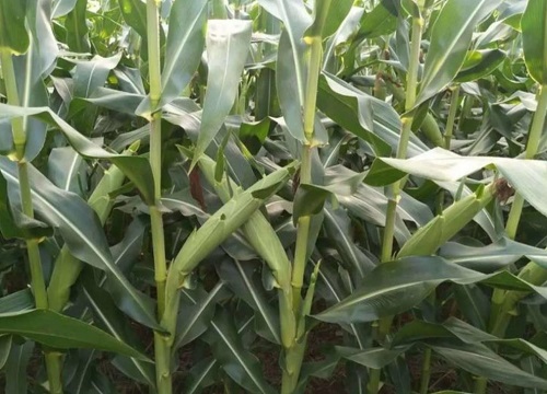 玉米出苗不齐能补种吗