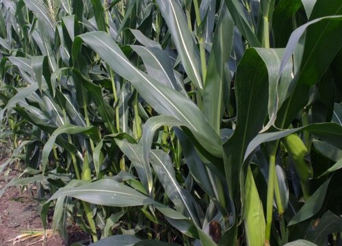 玉米出苗不齐能补种吗