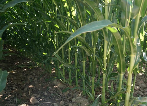 玉米出苗不齐能补种吗