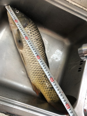 鲤鱼和鲫鱼的区别都有哪些