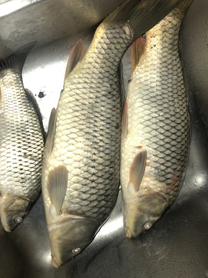 鲤鱼和鲫鱼的区别都有哪些