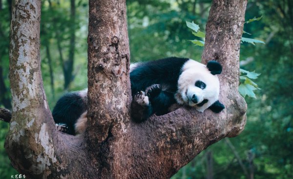 四川成都景点排名前十