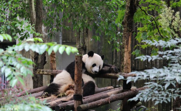 四川成都景点排名前十