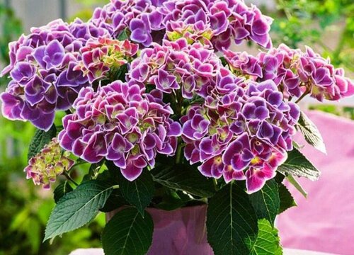 无尽夏绣球耐寒多少度