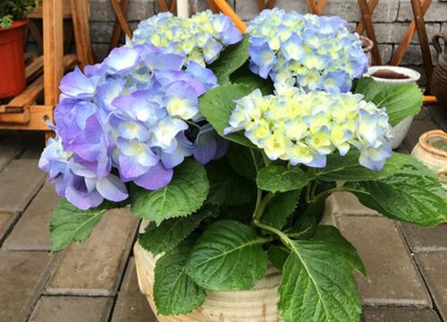 无尽夏绣球耐寒多少度