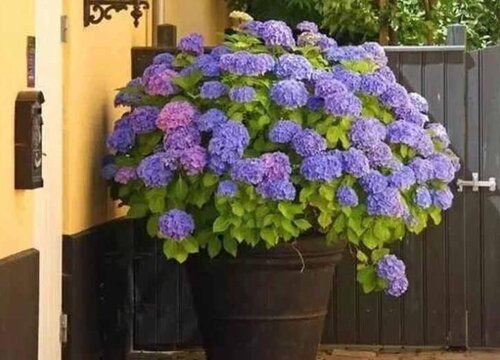 无尽夏绣球耐寒多少度