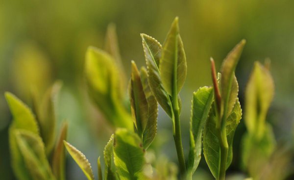 茶叶等级划分标准