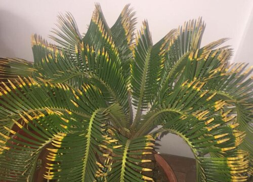 铁树怎样养护叶子长得枝繁叶茂的