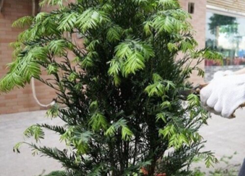 夏天北方室内红豆衫如何养护