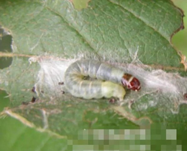 桃树叶子卷起来是什么病图片