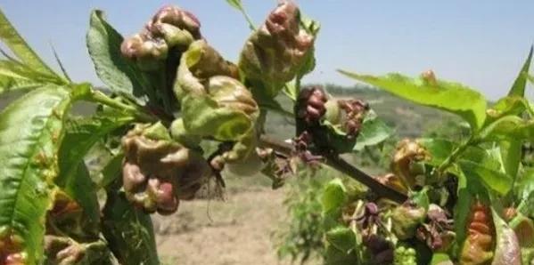 桃树叶子卷起来是什么病图片