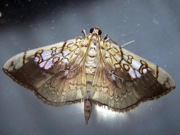 桃树叶子卷起来是什么病图片