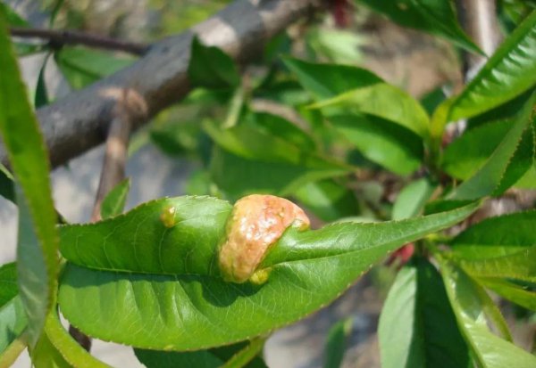 桃树叶子卷起来是什么病图片