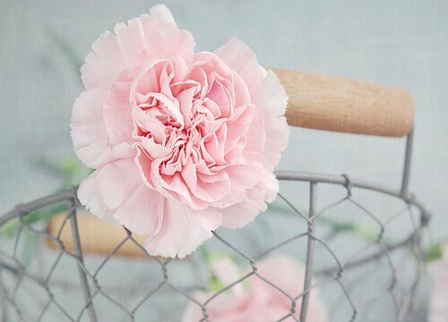 白康乃馨的花语是什么意思