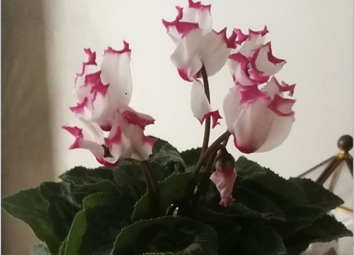 冬季室内养仙客来叶片枯黄是哪些因素造成的