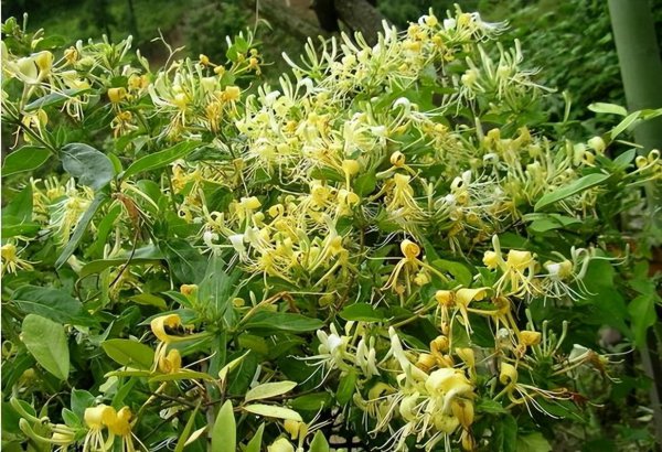 金银花需要蒸过再晒吗