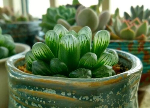 姬玉露怎么爆盆