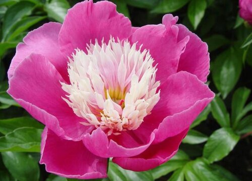 芍药喜阳还是喜阴