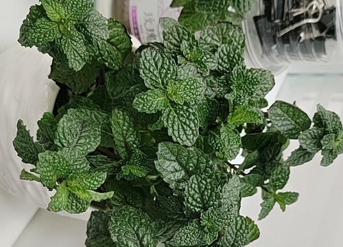 薄荷喜阴还是喜阳光的植物